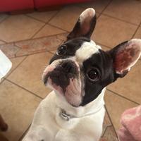 Bulldog francese x monta