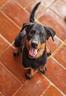 cucciola-beauceron-femmina-nero-focata