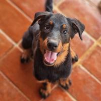 Cucciola BEAUCERON femmina nero focata