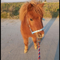 Pony falabella intero