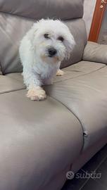 MALTESE Adulto