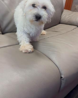 MALTESE Adulto