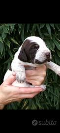 Spinone italiano