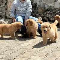 Golden Retriever Americani Maschi