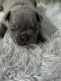 Bulldog francesi blu merle
