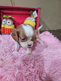 Cavalier king