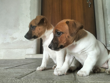 Jack Russell terrier cuccioli