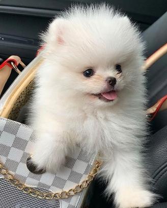 VOLPINI - VOLPINO SPITZ POMERANIA NANO cuccioli