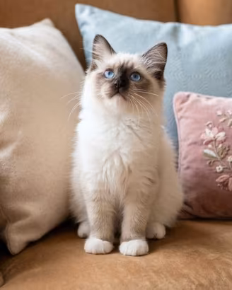 Cucciola Ragdoll Pedigree Dolcissima