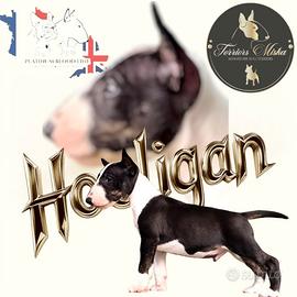 Bull terrier miniature