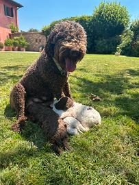 Lagotto Romagnolo