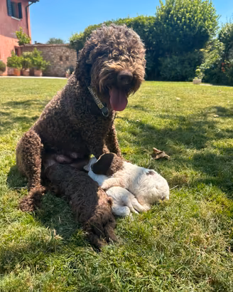 Lagotto Romagnolo