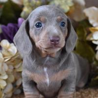 BASSOTTI NANI CUCCIOLI - BASSOTTO BLU cuccioli