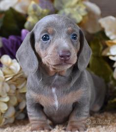 BASSOTTI NANI CUCCIOLI - BASSOTTO BLU cuccioli