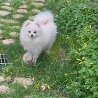Pomerania