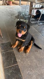 Cuccioli rottweiler