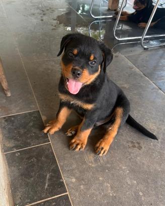 Cuccioli rottweiler