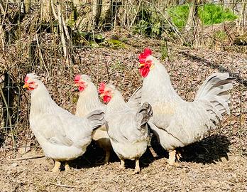 Galline Legbar uova azzurre