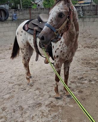 Puledro di 16 mesi