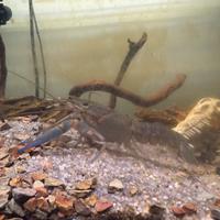 Cherax Quadricarinatus Blu