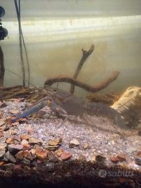 Cherax Quadricarinatus Blu