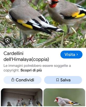 Cardellini del Himalaya