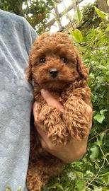 Cuccioli di barboncini mini toy M e F