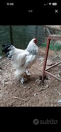 Gallo brhamacolumbia