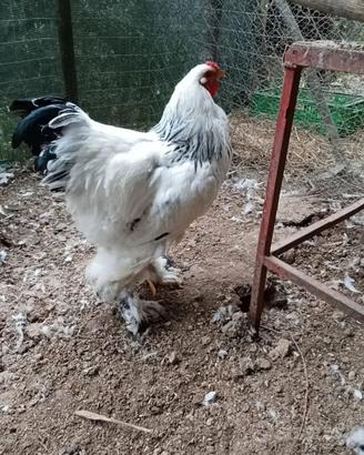 Gallo brhamacolumbia