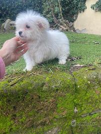 Maschietto di maltese