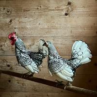 Coppia Sebright giovane