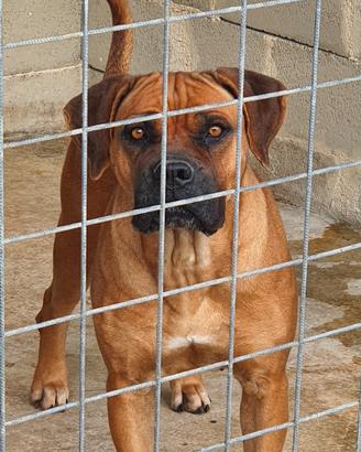 Cane corso