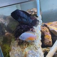 Pesci tropicali coppia di Amatitlania nigrofasciat