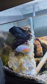 Pesci tropicali coppia di Amatitlania nigrofasciat