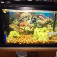 Acquario Completo