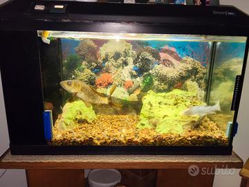Acquario Completo