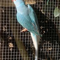 Parrocchetti dal collare Cleartail