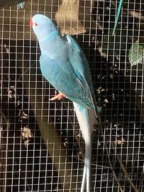 Parrocchetti dal collare Cleartail