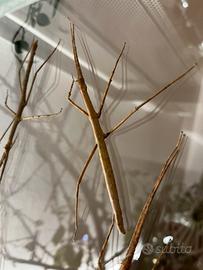 Insetti stecco medauroidea extradentata