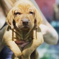 Cuccioli di Bracco Ungherese