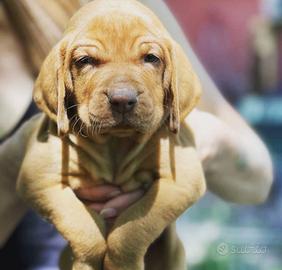 Cuccioli di Bracco Ungherese