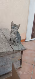 Cucciolo di gatto