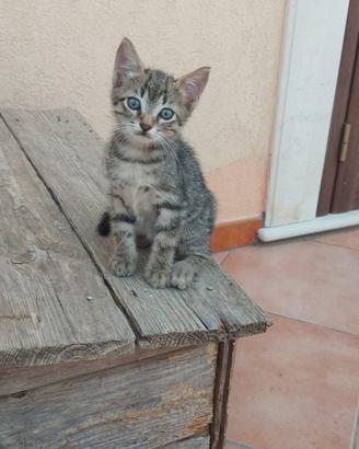 Cucciolo di gatto