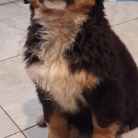 Bovaro del bernese pedigree enci femmina