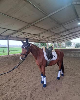 Ponyy