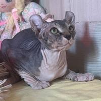 Cuccioli pura razza canadian sphynx