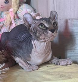 Cuccioli pura razza canadian sphynx