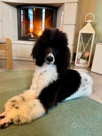 Barbone grande mole particolor