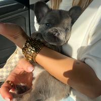 Bulldog francese fluffy(pelo lungo)