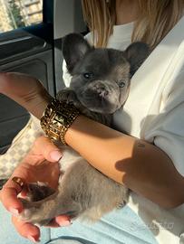 Bulldog francese fluffy(pelo lungo)